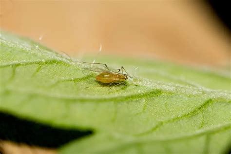 Aphids On Tomato Plants – Complete Guide to Natural Aphid Prevention ...