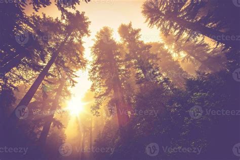 Misty Forest Trail 24530939 Stock Photo at Vecteezy