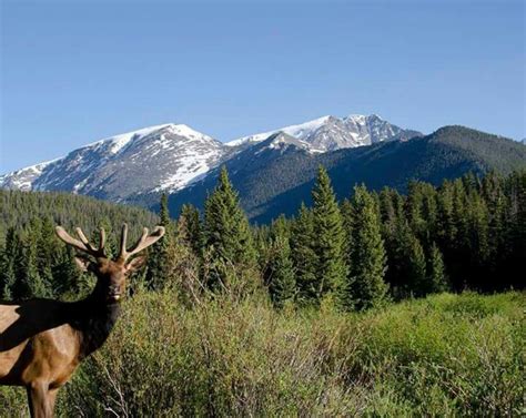 Estes Park Wildlife . Smile ! :) Estes Park, Mount Rainier, Colorado ...