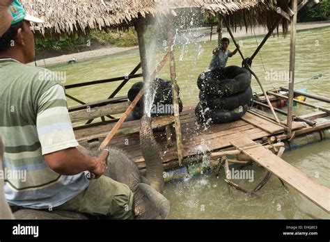 Sumatra Sumatran elephant Indonesia endangered Stock Photo - Alamy