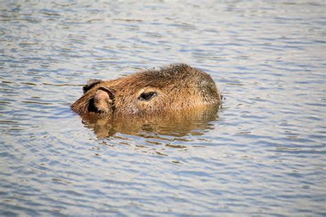 A Capybara in the water stock photo. Image of nose, capabara - 261788640