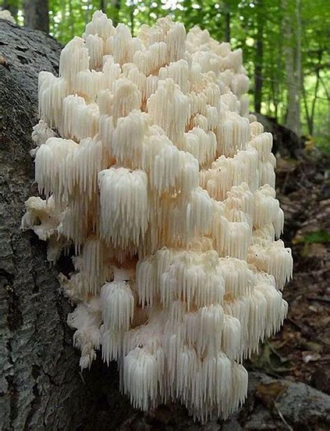 Lion's Mane mushrooms : r/mycology