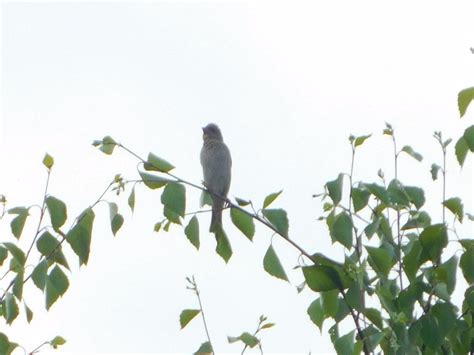 Common Rosefinch from Свердловская обл., Россия, 622911 on June 6, 2020 ...