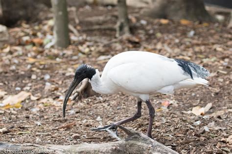 Birder's Blog...: Birding in Australia: The Ibises of Australia...