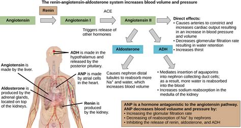 Mineralocorticoid function, mineralocorticoid excess or deficiency ...