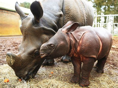 Baby rhino debuts in UK zoo - Photo 7 - Pictures - CBS News