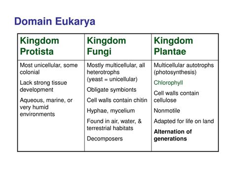 PPT - Domain Eukarya PowerPoint Presentation, free download - ID:2976457