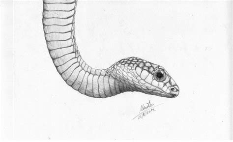 drawing of boomslang Snake Painting, Snake Drawing, Painting & Drawing ...