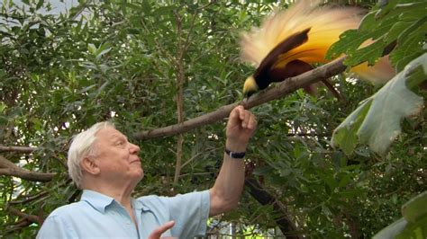 Attenborough's Paradise Birds (2015) — The Movie Database (TMDB)