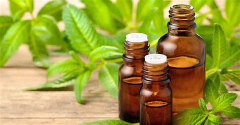 Herbal Oil: Lemon Verbena Oil Benefits and Uses