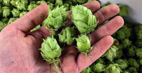 What are Hops in Beer and What Do They Do?