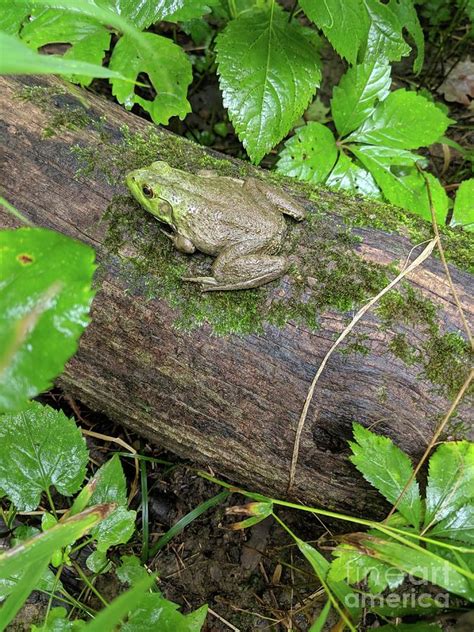 Frog on a Log Photograph by Hunted Gatherings - Pixels