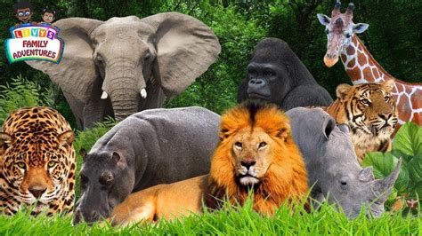 Different Jungle Animals