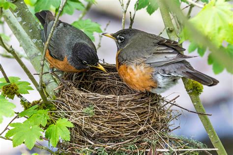 You've Likely Hosted More Nesting Robins Than You Think | Audubon