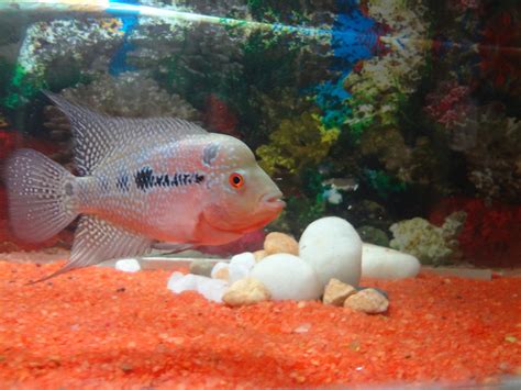 Cichlid-Forum • What type of flowerhorn cichlid is this?