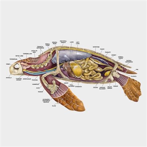 This lateral anatomy cutaway illustration of a loggerhead sea turtle ...