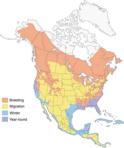 Ospreys 101: Diet, Habitat, and Migration