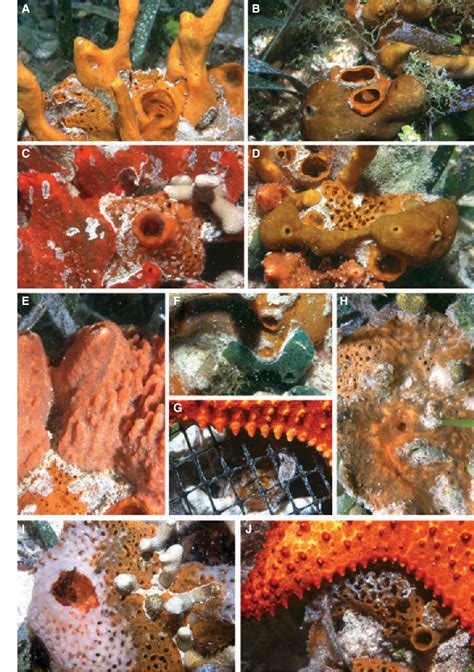 Figure 1 from Collaboration among sponge species increases sponge ...