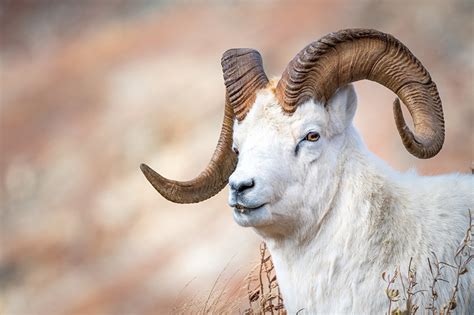 Photo Goat Ram Horns animal