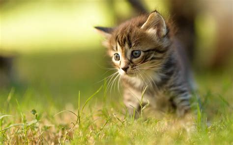 Kittens kitten cat cats baby cute s wallpaper | 2560x1600 | 708282 ...