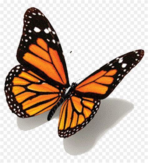 Animated Butterfly Gifs - Butterfly Tattoo Design - Free Transparent ...