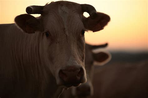 A cow with horns · Free Stock Photo