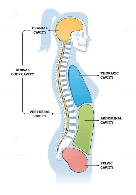 Dorsal and other body cavities cross section, outline illustration ...