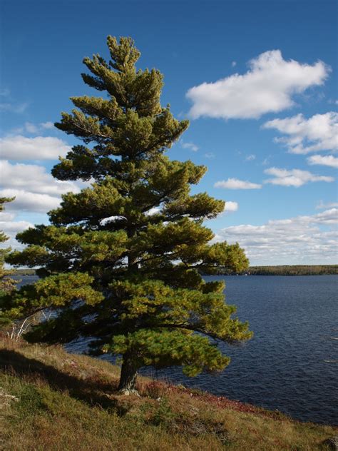 Eastern White Pine | Plant Profile | Sylvan Gardens Landscape Contractors