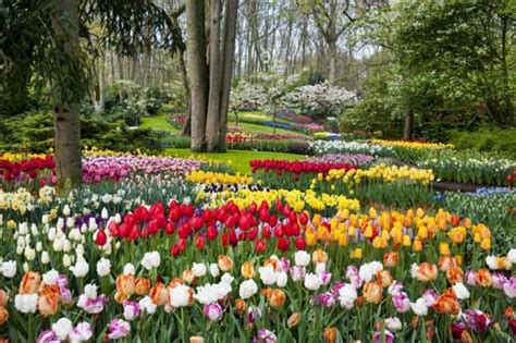 Tulip Tours Holland Amsterdam | the Netherlands most impressive trip ...