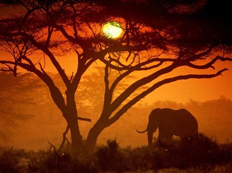 Amboseli National Park, Kenya | Elephant images, Hotel sunset, African ...