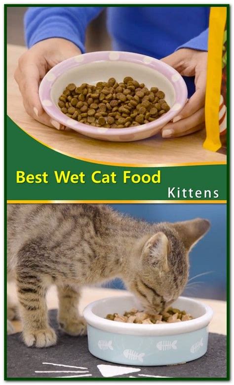 Cat Food For Kittens Best - Healthy Cat