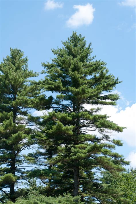 Eastern White Pine (Pinus strobus), Tree Facts, Habitat, Pictures ...