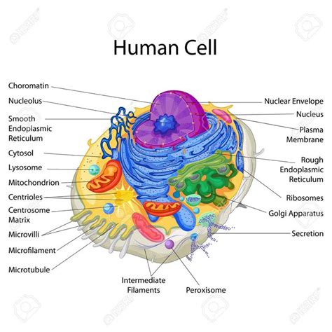 Education Chart of Biology for Human Cell Diagram Illustration , # ...