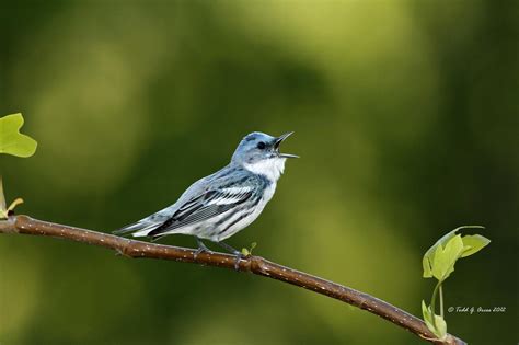 Cerulean Warbler | Audubon North Carolina