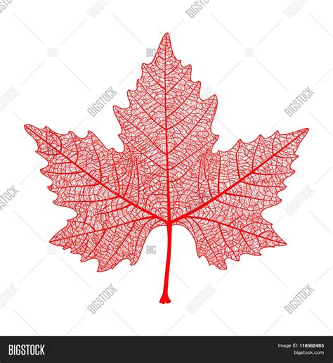 Red Maple Leaf Vector & Photo (Free Trial) | Bigstock