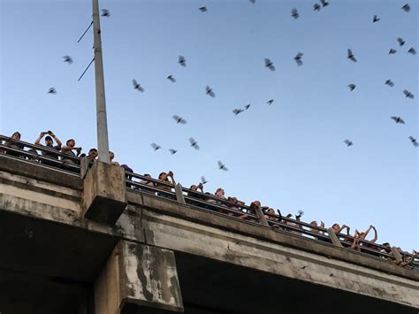 The Bat Bridges of Austin, Texas | WTTW Chicago