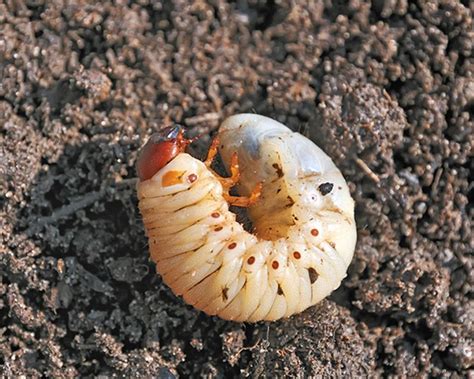 How To Get Rid Of Curl Grubs In Vegetable Garden - Garden Likes