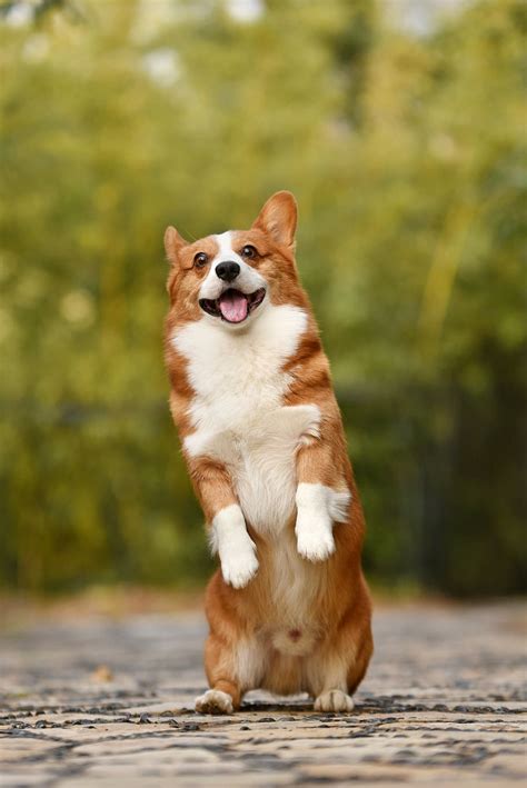 Corgi 1080P, 2K, 4K, 5K HD wallpapers free download | Wallpaper Flare