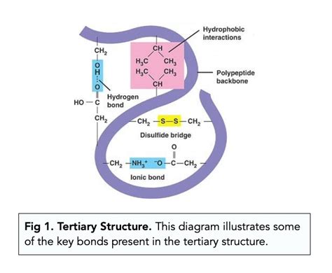 Protein Structures: Tertiary and Quaternary Structures (A-level Biology ...