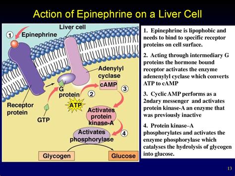 Internal secretion. Basic concepts. Pituitary hormones and their ...