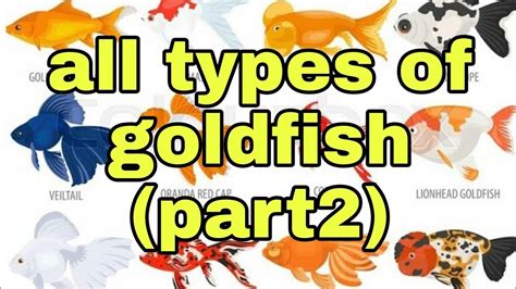 Goldfish All types of goldfish (Part 2) #goldfish #Blue goldfish # ...