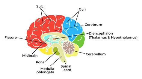 Difference Between Cerebellum And Cerebrum - GeeksforGeeks