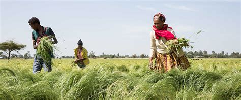 Transforming agriculture in Ethiopia | FairPlanet