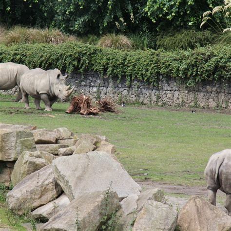 DUBLIN ZOO (2024) All You Need to Know BEFORE You Go (with Photos ...