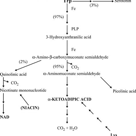 Pathways involving Trp metabolism; PLP = pyridoxal phosphate ...