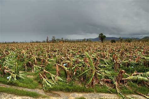 Cyclone Yasi Damage - Banana Farm | Flickr - Photo Sharing!