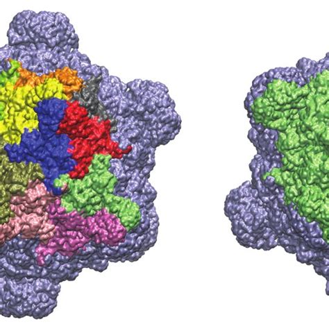 Capsid structure and molecular model of the fragment. Molecular model ...