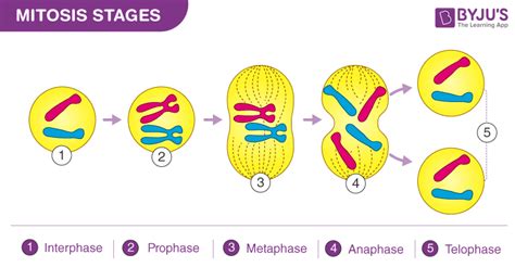 Stages Of Mitosis Diagram Labeled