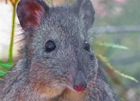 Species Profile: Long-Nosed Potoroo - Waking Up Wild | Waking Up Wild