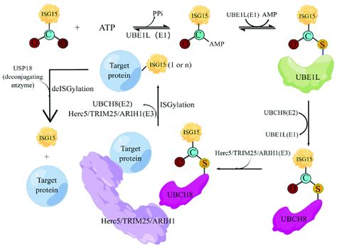 The cascade reactions of ISGylation. Under the action of activating ...